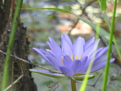 Nymphaea elegans