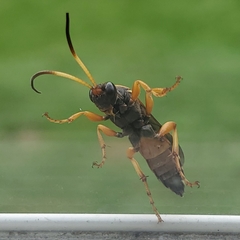 Ichneumon ambulatorius