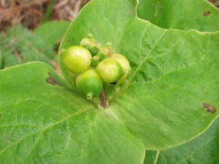 Lonicera hirsuta
