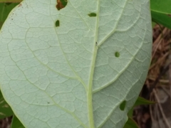 Lonicera hirsuta