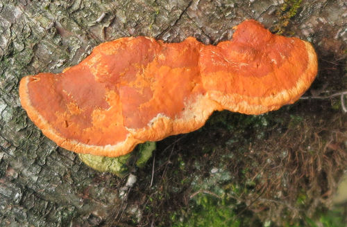 Southern Cinnabar Polypore