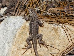 Sceloporus graciosus vandenburgianus