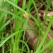 Northern Sedge - Photo (c) Samuel Brinker, some rights reserved (CC BY-NC), uploaded by Samuel Brinker
