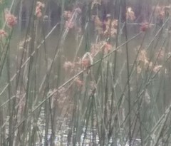 Phyllomyias griseiceps