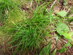 Carex deflexa