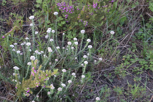 Image of Metalasia pulchella by (c) Tony Rebelo, some rights reserved (CC BY-SA)