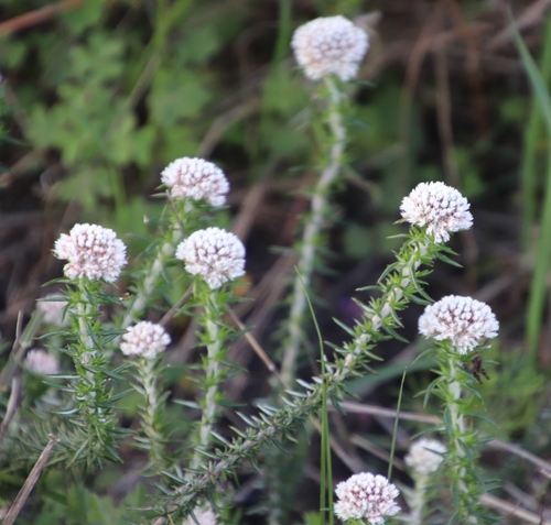 Image of Metalasia pulchella by (c) Tony Rebelo, some rights reserved (CC BY-SA)