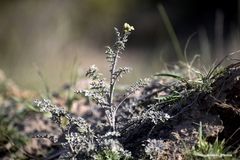 Descurainia erodiifolia