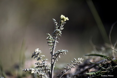 Descurainia erodiifolia