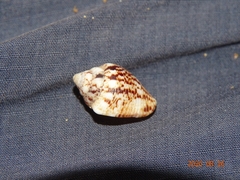 Columbella
