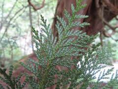 Chamaecyparis pisifera