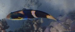 Thalassoma nigrofasciatum