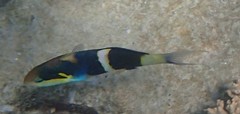 Thalassoma nigrofasciatum