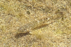 Mauligobius maderensis