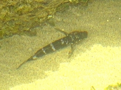 Mauligobius maderensis