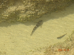 Mauligobius maderensis