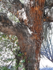 Aspidosperma