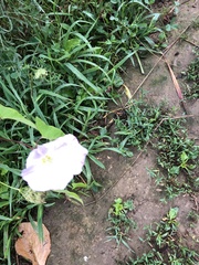Ipomoea alba