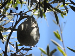 Aspidosperma
