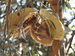 Aspidosperma
