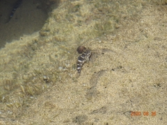 Mauligobius maderensis