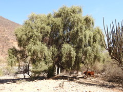 Aspidosperma
