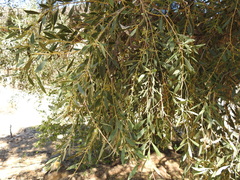Aspidosperma