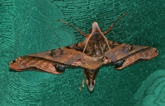 Amplypterus panopus