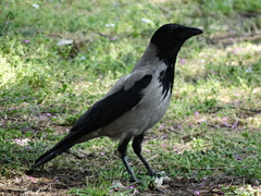 Corvus cornix