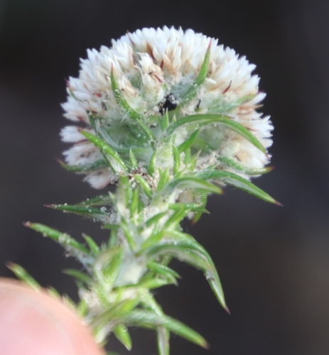 Image of Metalasia pulchella by (c) Tony Rebelo, some rights reserved (CC BY-SA)
