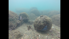 Stegastes acapulcoensis