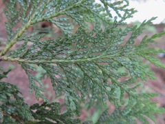 Chamaecyparis pisifera