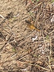 Sympetrum costiferum