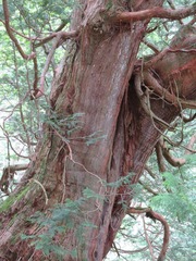 Chamaecyparis pisifera