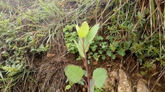 Porophyllum ruderale macrocephalum