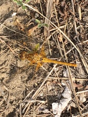 Sympetrum costiferum