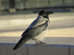 Corvus cornix