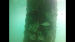 Caranx caninus