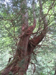 Chamaecyparis pisifera