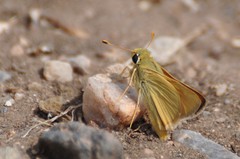 Hesperia leonardus pawnee