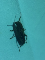 Sarosesthes fulminans