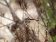 Sympetrum nigrifemur