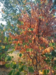 Cercis