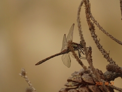 Sympetrum nigrifemur