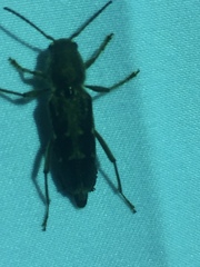 Sarosesthes fulminans