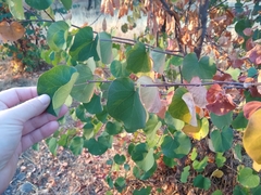Cercis