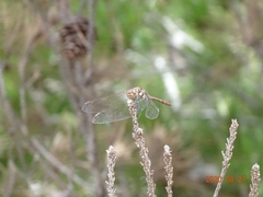 Sympetrum nigrifemur