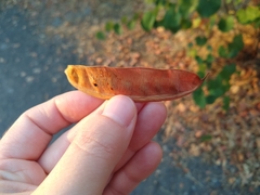 Cercis