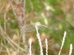 Sympetrum nigrifemur