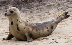 Pagophilus groenlandicus